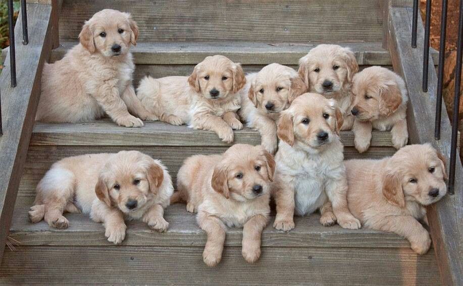 Golden Retrievers illustrating the breed's friendly appearance and working heritage